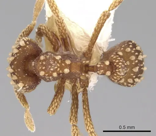 Eurhopalothrix pilulifera specimen CASENT0280765 image casent0280765_1