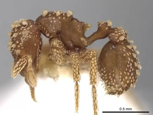 Eurhopalothrix pilulifera specimen CASENT0280765 image casent0280765_3