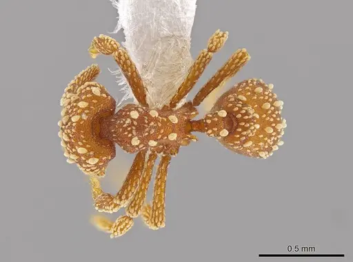 Eurhopalothrix pilulifera specimen CASENT0618717 image casent0618717_1