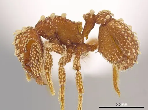 Eurhopalothrix pilulifera specimen CASENT0618717 image casent0618717_3