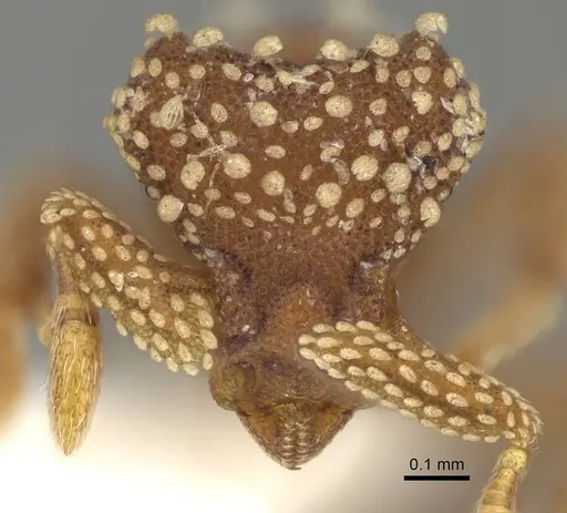 Eurhopalothrix pilulifera specimen CASENT0914902 image casent0914902_2