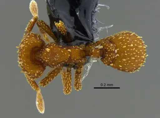 Eurhopalothrix pilulifera specimen CBUMAGENT41925 image cbumagent41925_1