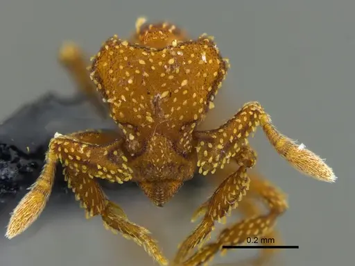 Eurhopalothrix pilulifera specimen CBUMAGENT41925 image cbumagent41925_2