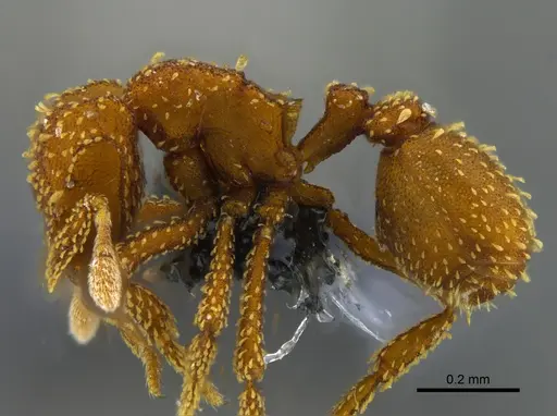 Eurhopalothrix pilulifera specimen CBUMAGENT41925 image cbumagent41925_3