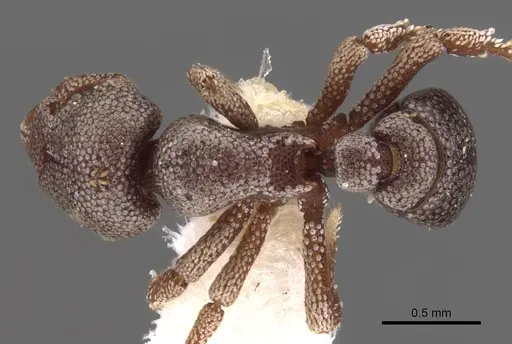 Eurhopalothrix platisquama specimen CASENT0900939 image casent0900939_1