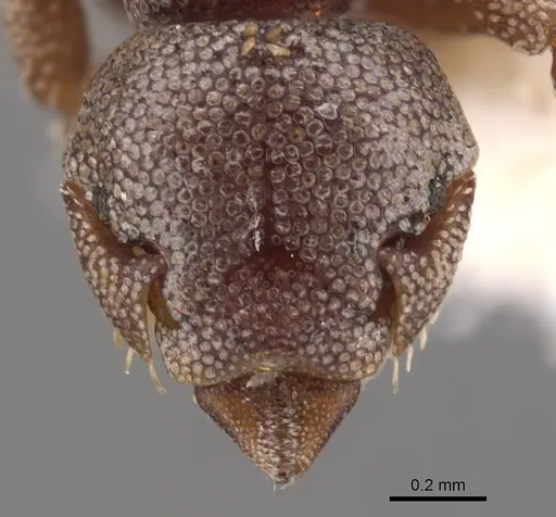 Eurhopalothrix platisquama specimen CASENT0900939 image casent0900939_2