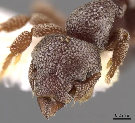 Eurhopalothrix platisquama specimen CASENT0900939 image casent0900939_3