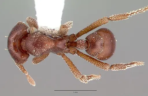Eurhopalothrix procera specimen CASENT0010658 image casent0010658_1