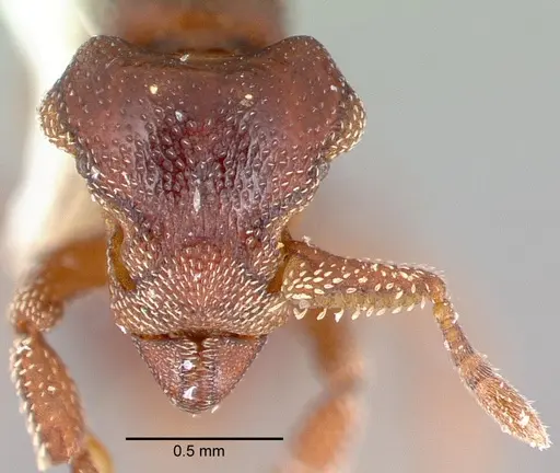 Eurhopalothrix procera specimen CASENT0010658 image casent0010658_2