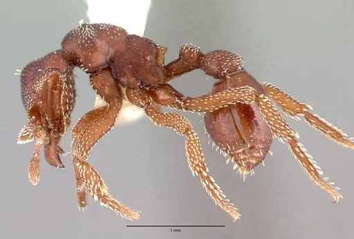 Eurhopalothrix procera specimen CASENT0010658 image casent0010658_3