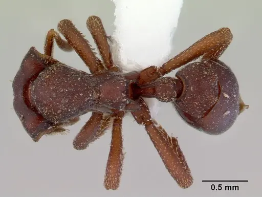 Eurhopalothrix procera specimen CASENT0172465 image casent0172465_1