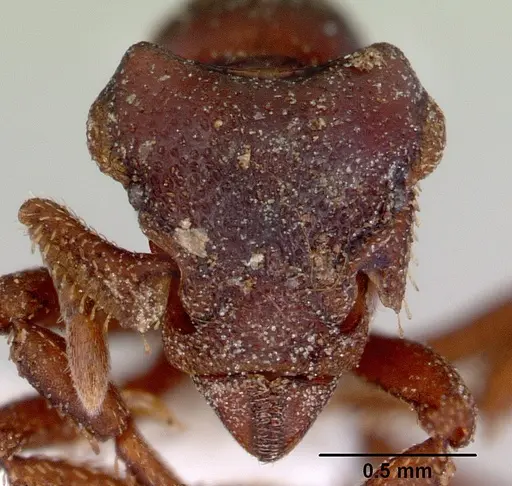 Eurhopalothrix procera specimen CASENT0172465 image casent0172465_2