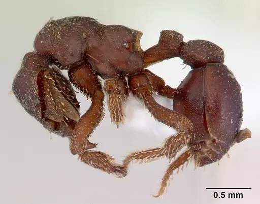 Eurhopalothrix procera specimen CASENT0172465 image casent0172465_3