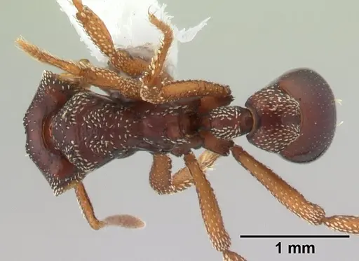 Eurhopalothrix procera specimen CASENT0178369 image casent0178369_1