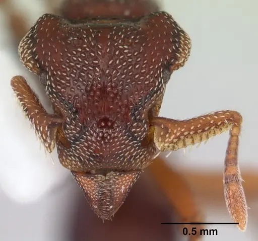 Eurhopalothrix procera specimen CASENT0178369 image casent0178369_2