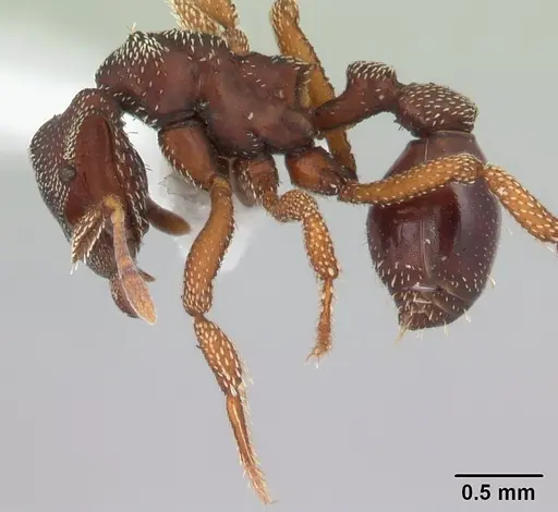 Eurhopalothrix procera specimen CASENT0178369 image casent0178369_3
