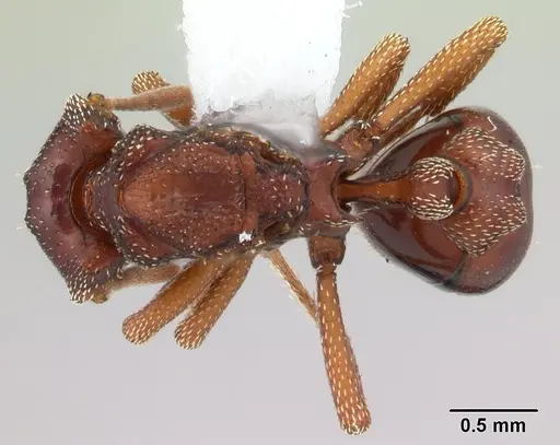Eurhopalothrix procera specimen CASENT0178370 image casent0178370_1