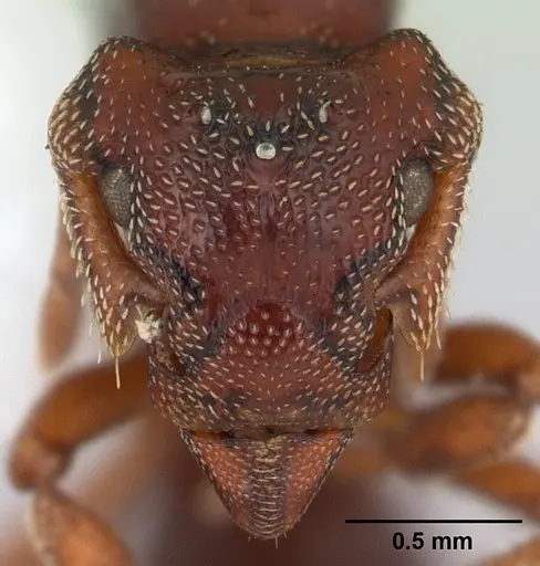 Eurhopalothrix procera specimen CASENT0178370 image casent0178370_2