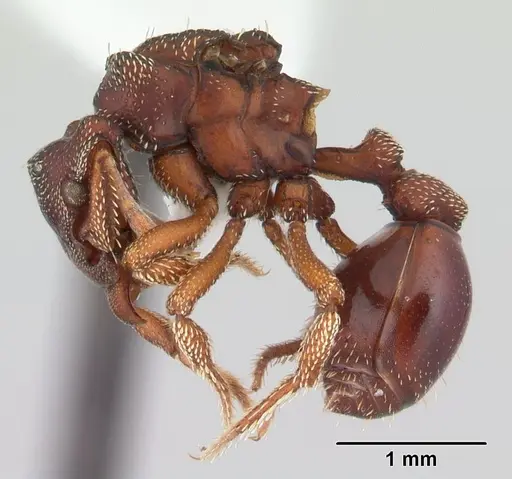 Eurhopalothrix procera specimen CASENT0178370 image casent0178370_3
