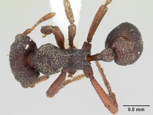 Eurhopalothrix procera specimen CASENT0178455 image casent0178455_1