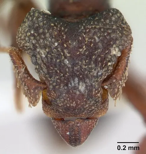 Eurhopalothrix procera specimen CASENT0178455 image casent0178455_2