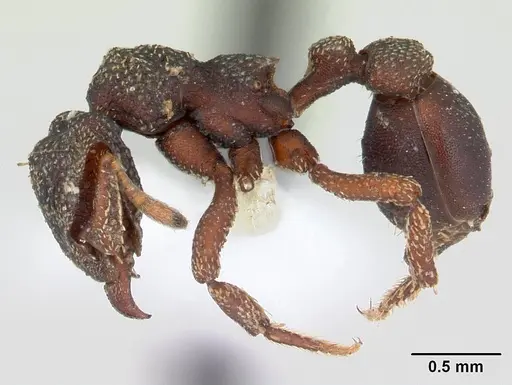 Eurhopalothrix procera specimen CASENT0178455 image casent0178455_3