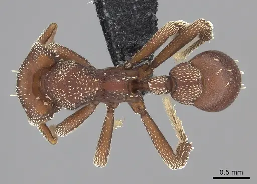 Eurhopalothrix procera specimen CASENT0219698 image casent0219698_1