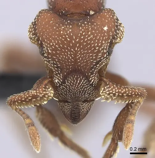 Eurhopalothrix procera specimen CASENT0219698 image casent0219698_2