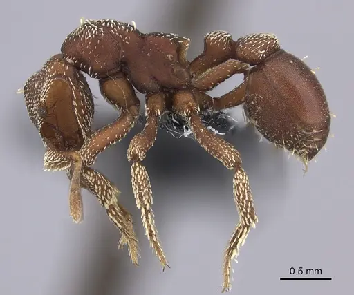 Eurhopalothrix procera specimen CASENT0219698 image casent0219698_3