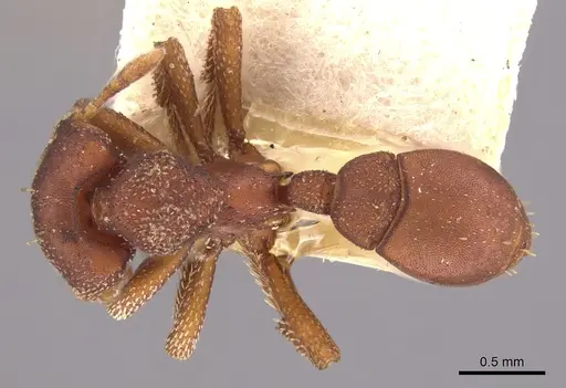 Eurhopalothrix procera specimen CASENT0900930 image casent0900930_1