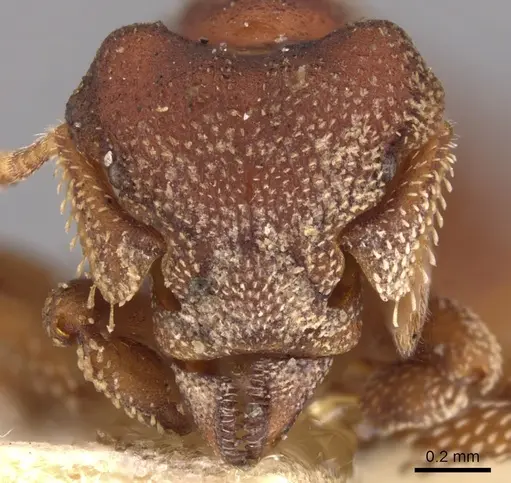 Eurhopalothrix procera specimen CASENT0900930 image casent0900930_2
