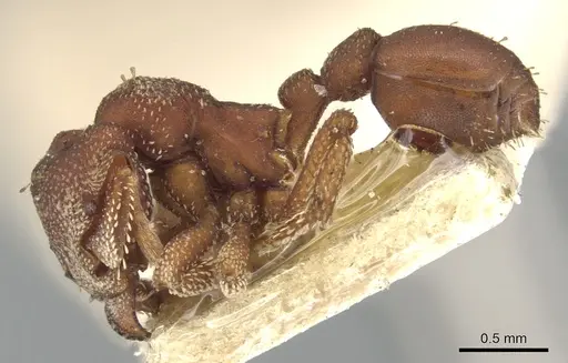 Eurhopalothrix procera specimen CASENT0900930 image casent0900930_3