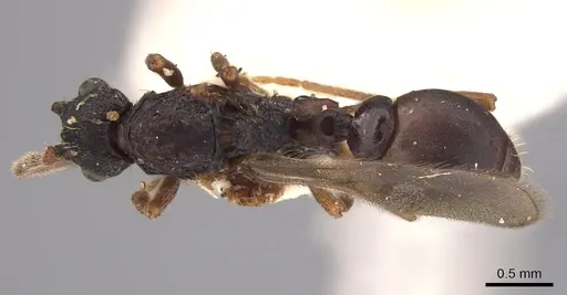 Eurhopalothrix procera specimen CASENT0900931 image casent0900931_1