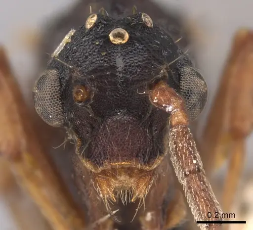 Eurhopalothrix procera specimen CASENT0900931 image casent0900931_2