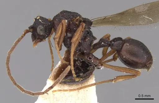 Eurhopalothrix procera specimen CASENT0900931 image casent0900931_3