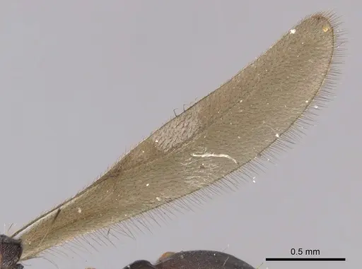 Eurhopalothrix procera specimen CASENT0900931 image casent0900931_4