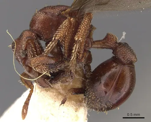 Eurhopalothrix procera specimen CASENT0900932 image casent0900932_3