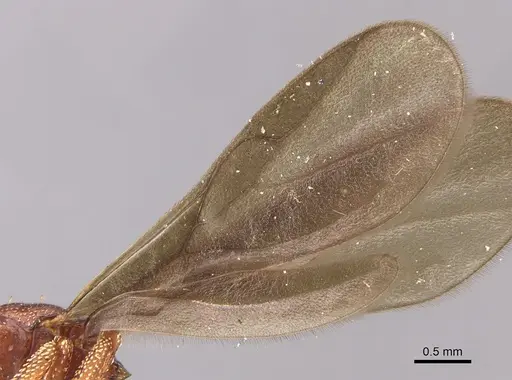 Eurhopalothrix procera specimen CASENT0900932 image casent0900932_4