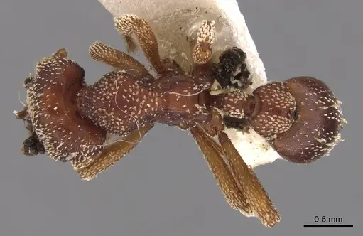 Eurhopalothrix procera specimen CASENT0900933 image casent0900933_1