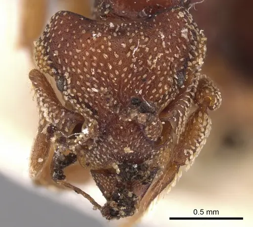 Eurhopalothrix procera specimen CASENT0900933 image casent0900933_2