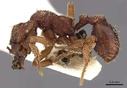 Eurhopalothrix procera specimen CASENT0900933 image casent0900933_3