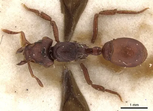 Eurhopalothrix procera specimen CASENT0900934 image casent0900934_1