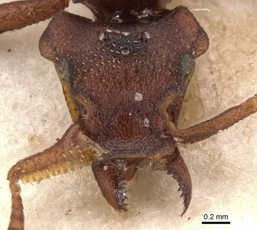 Eurhopalothrix procera specimen CASENT0900934 image casent0900934_2
