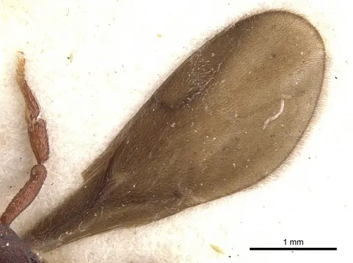 Eurhopalothrix procera specimen CASENT0900934 image casent0900934_4
