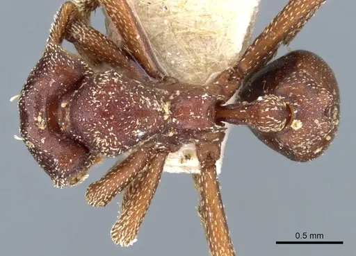 Eurhopalothrix procera specimen CASENT0904971 image casent0904971_1