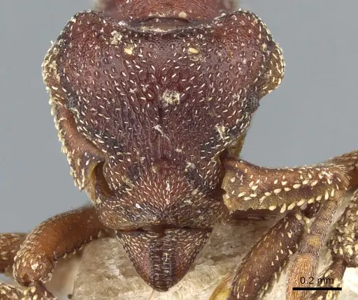 Eurhopalothrix procera specimen CASENT0904971 image casent0904971_2