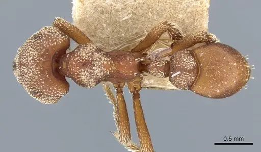 Eurhopalothrix procera specimen CASENT0904972 image casent0904972_1