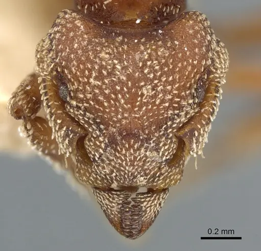 Eurhopalothrix procera specimen CASENT0904972 image casent0904972_2
