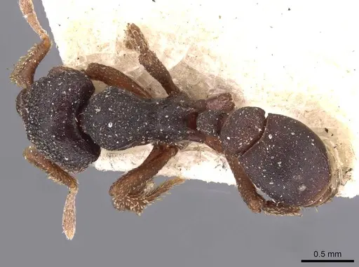 Eurhopalothrix procera specimen CASENT0909349 image casent0909349_1