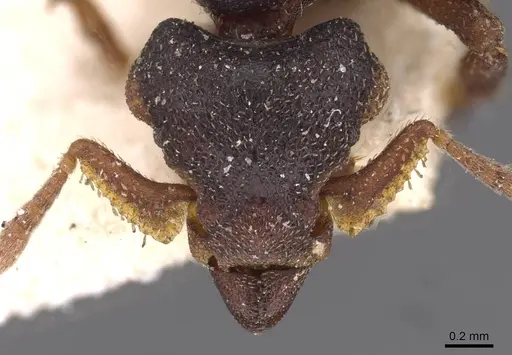 Eurhopalothrix procera specimen CASENT0909349 image casent0909349_2